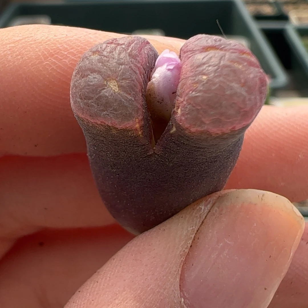 239 好看的多肉冲冲冲