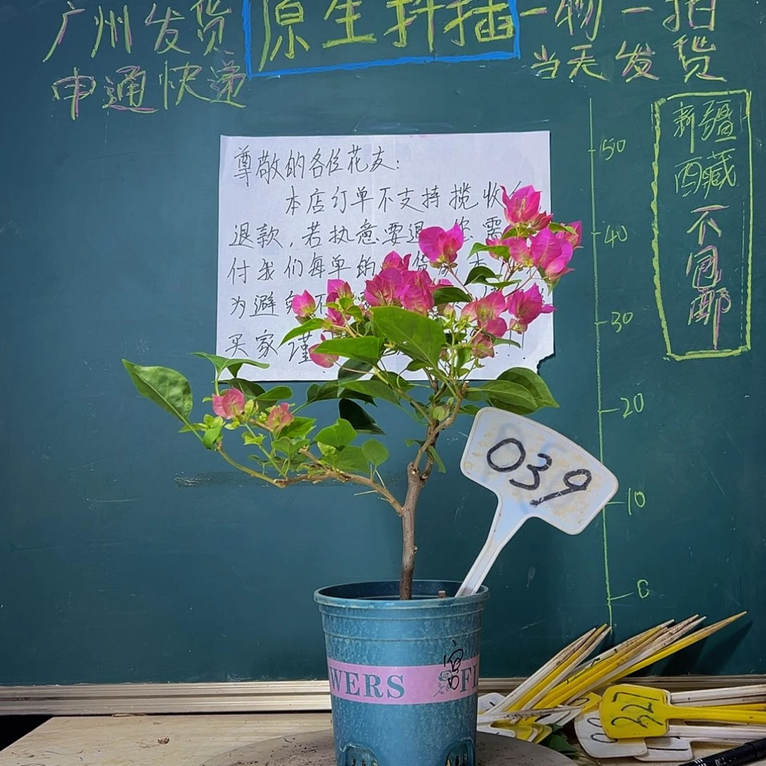 当前无花栽培后可以开花暗斑宫粉039