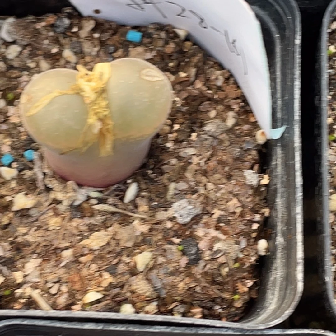 水***冻28-161肉锥多肉植物