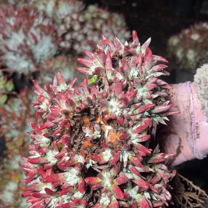 197哈哈哈哈哈多肉