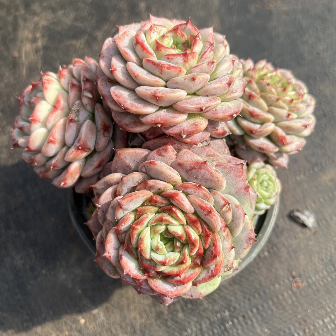 天鹅绒4头起 带盆 多肉植物