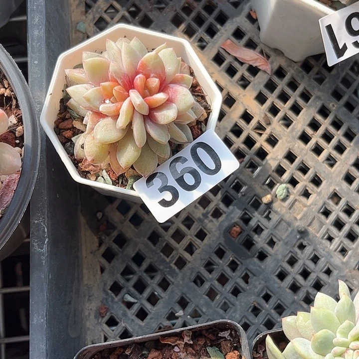 宁**滥多肉植物一物一拍