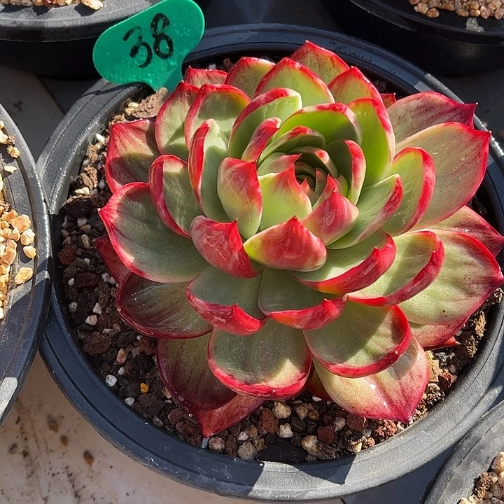 38惊鸿仙子一物一拍，15厘米左右