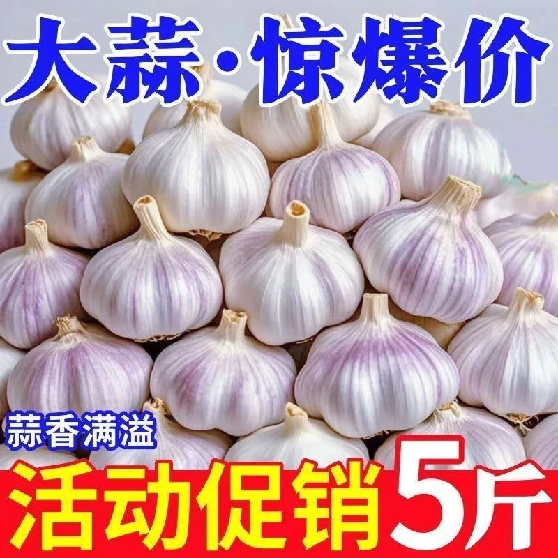 山东新干蒜大蒜紫白皮农家自种蒜头当季蔬菜多瓣老蒜特大果非独头