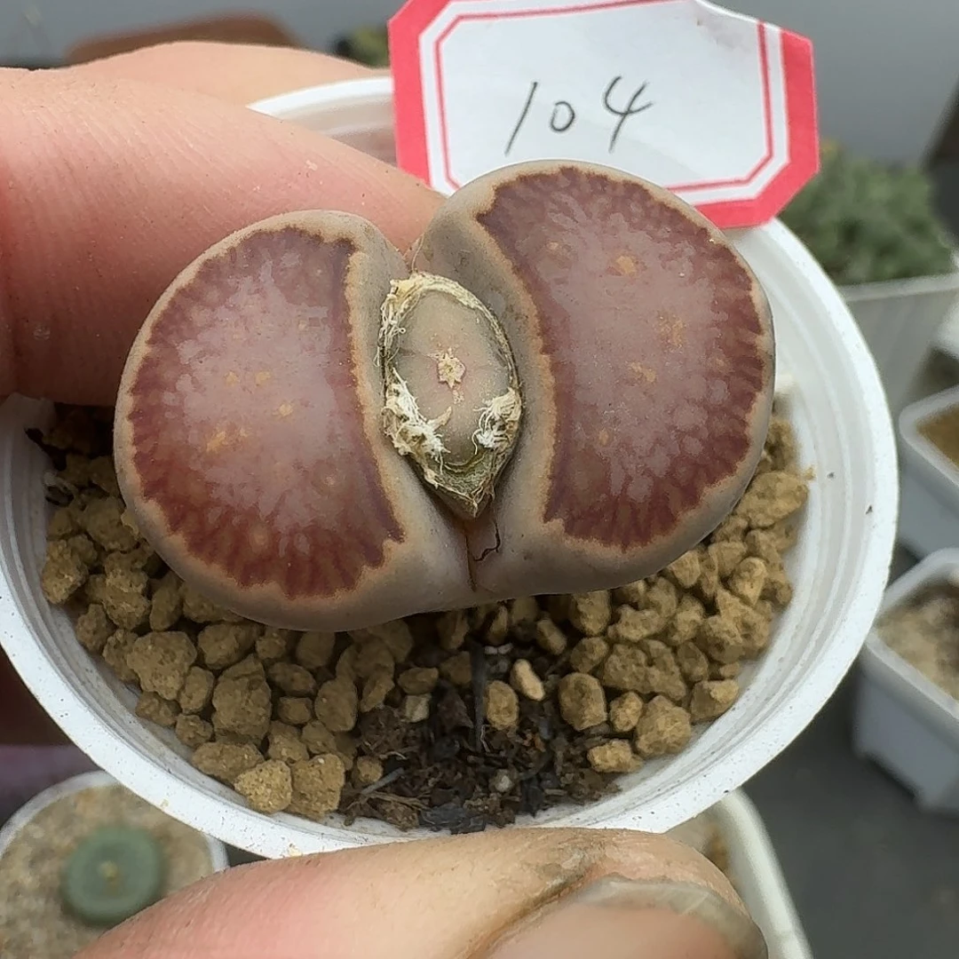 104多肉哈哈哈哈哈哈哈