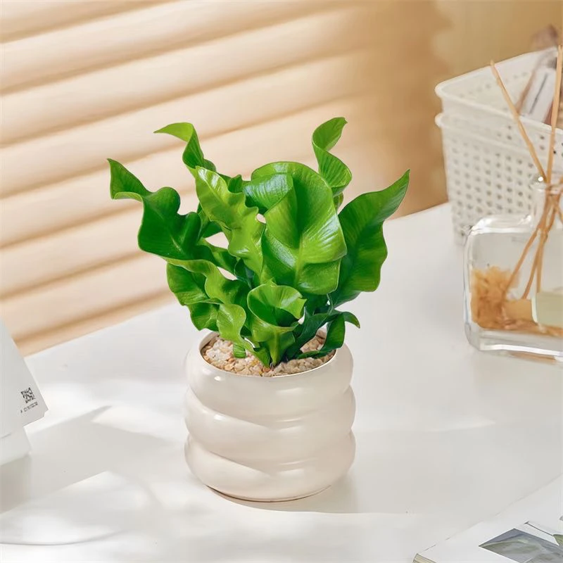 火焰鸟巢蕨四季常青耐阴办公室桌面绿植花卉盆栽防辐射