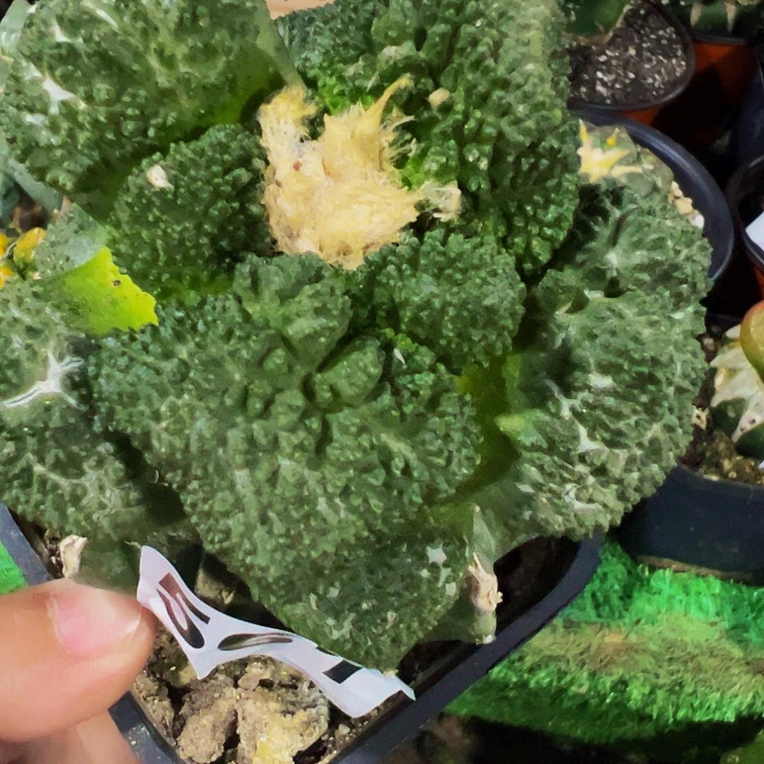 无花朵丸尤哥斯拉牡丹561