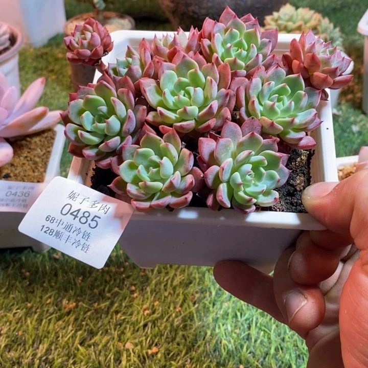 0485啊啊啊啊啊啊啊啊啊啊