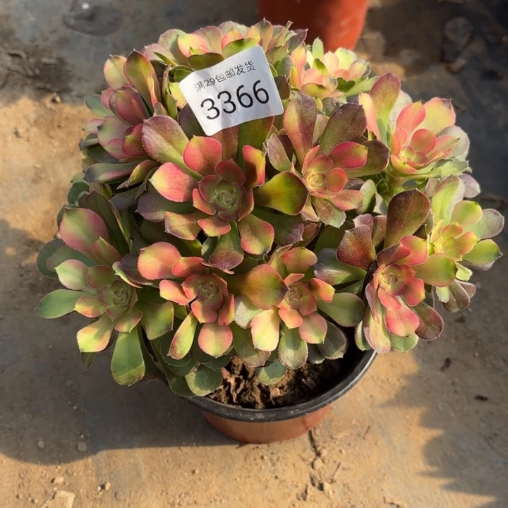 雅典娜锦多肉法师3366