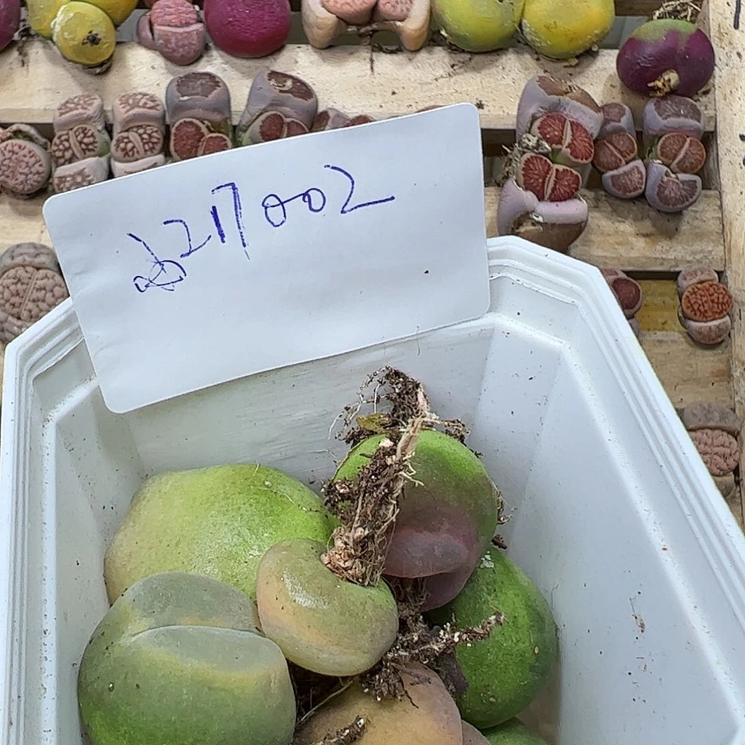 大***?217002/拿铁多肉植物馆