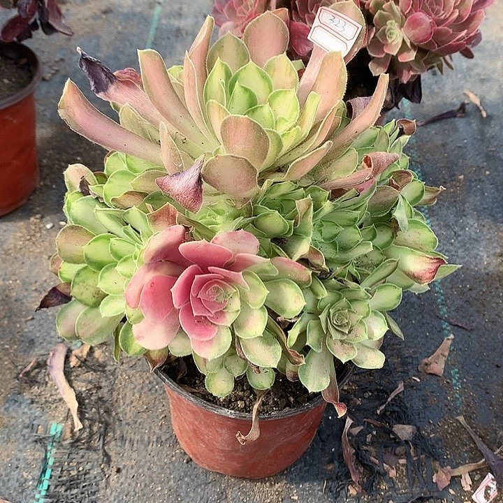 江***台323韶华多肉植物