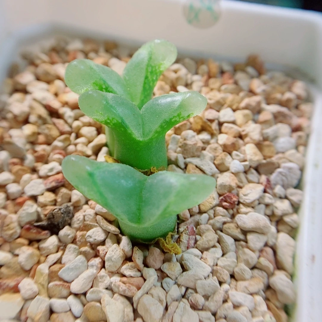 生石花花花花花花花406