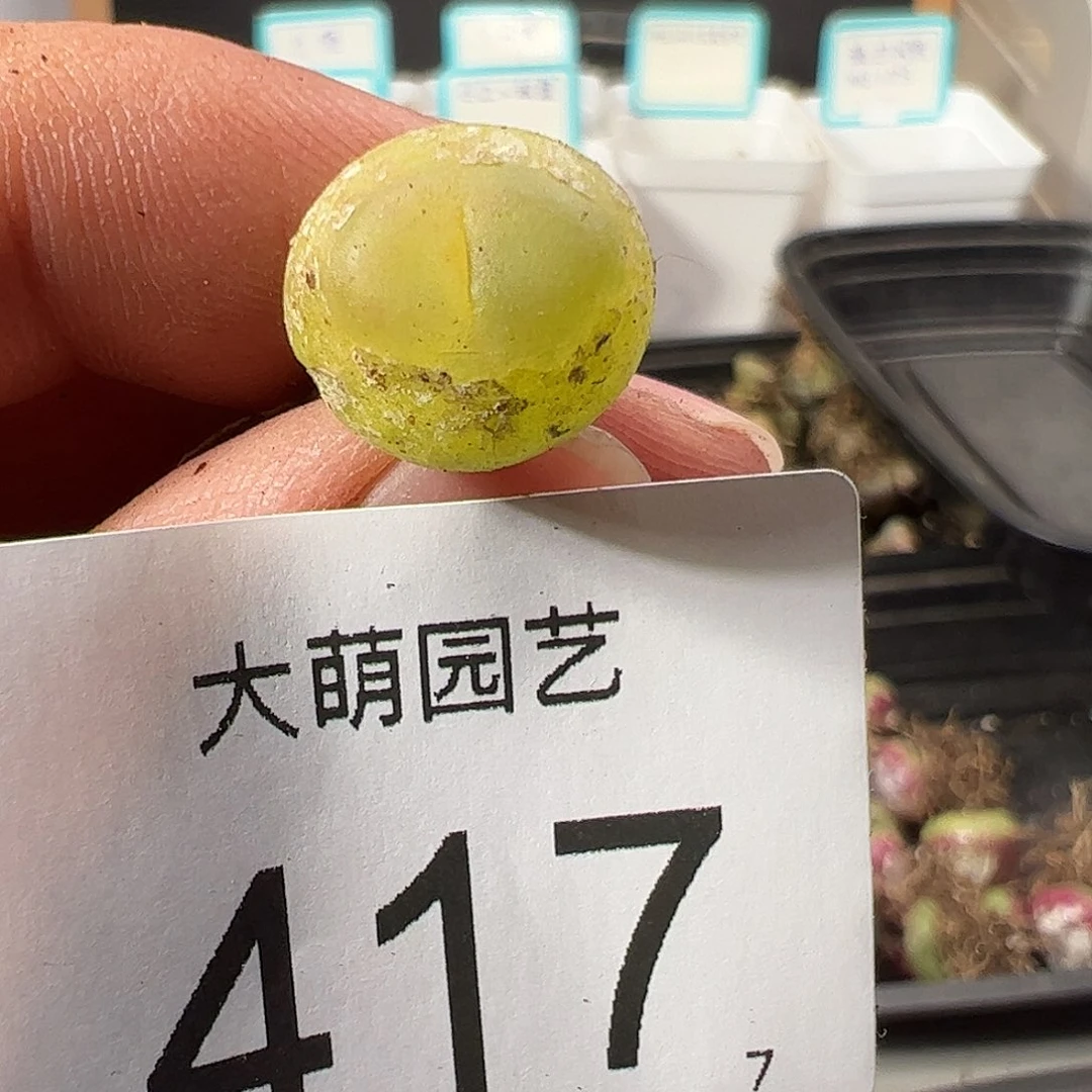 0000417 一物一拍……