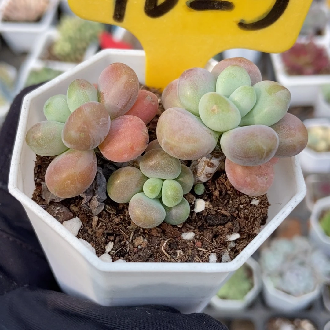 1623樱花洛神多肉植物