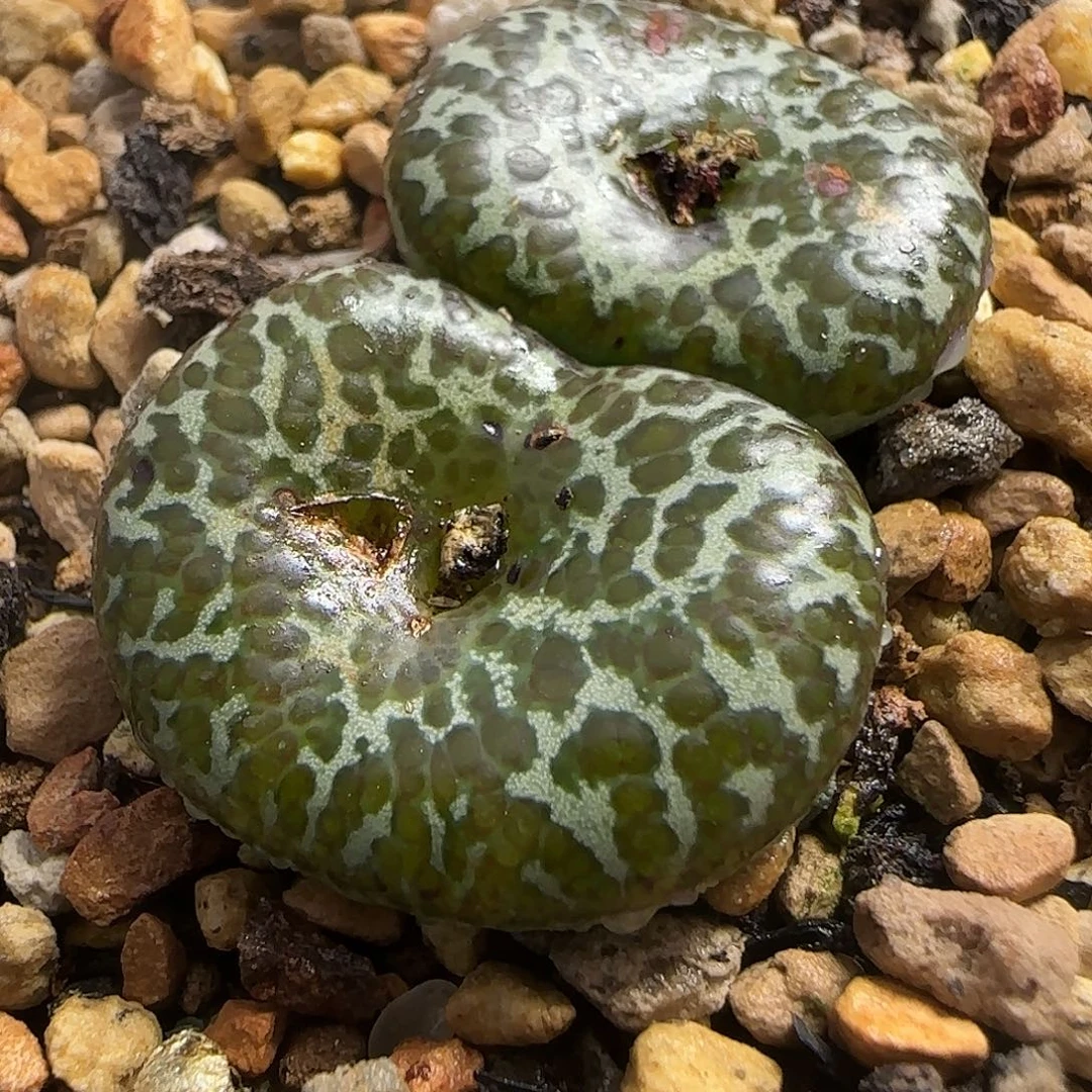 多肉TS603母本元旦大漏177号