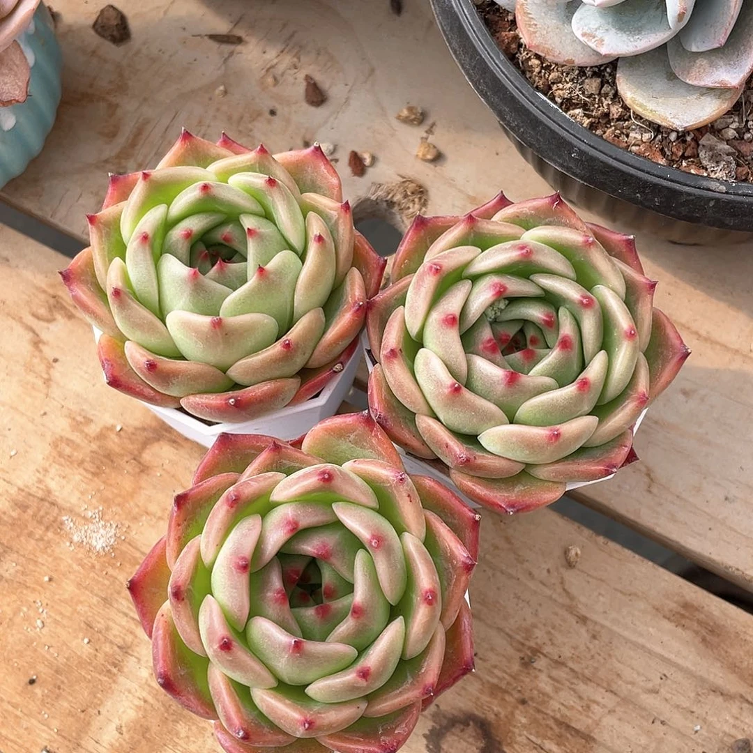 多肉植物多肉植物