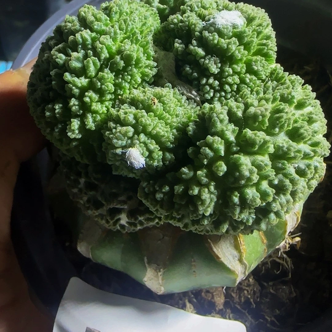 大尤哥斯拉057仙人球开花