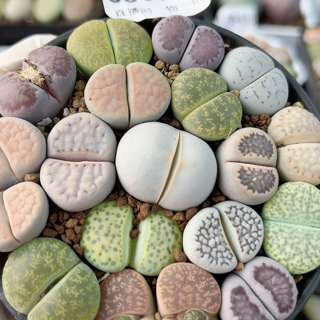 8807 好养易活生石花大母本9cm盆