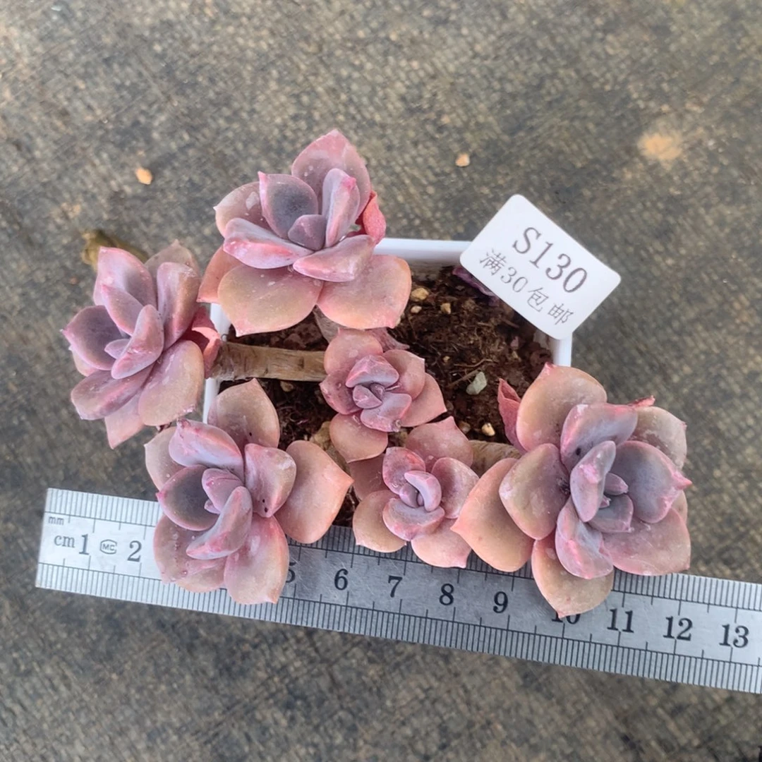 彩虹糖六头冠服12