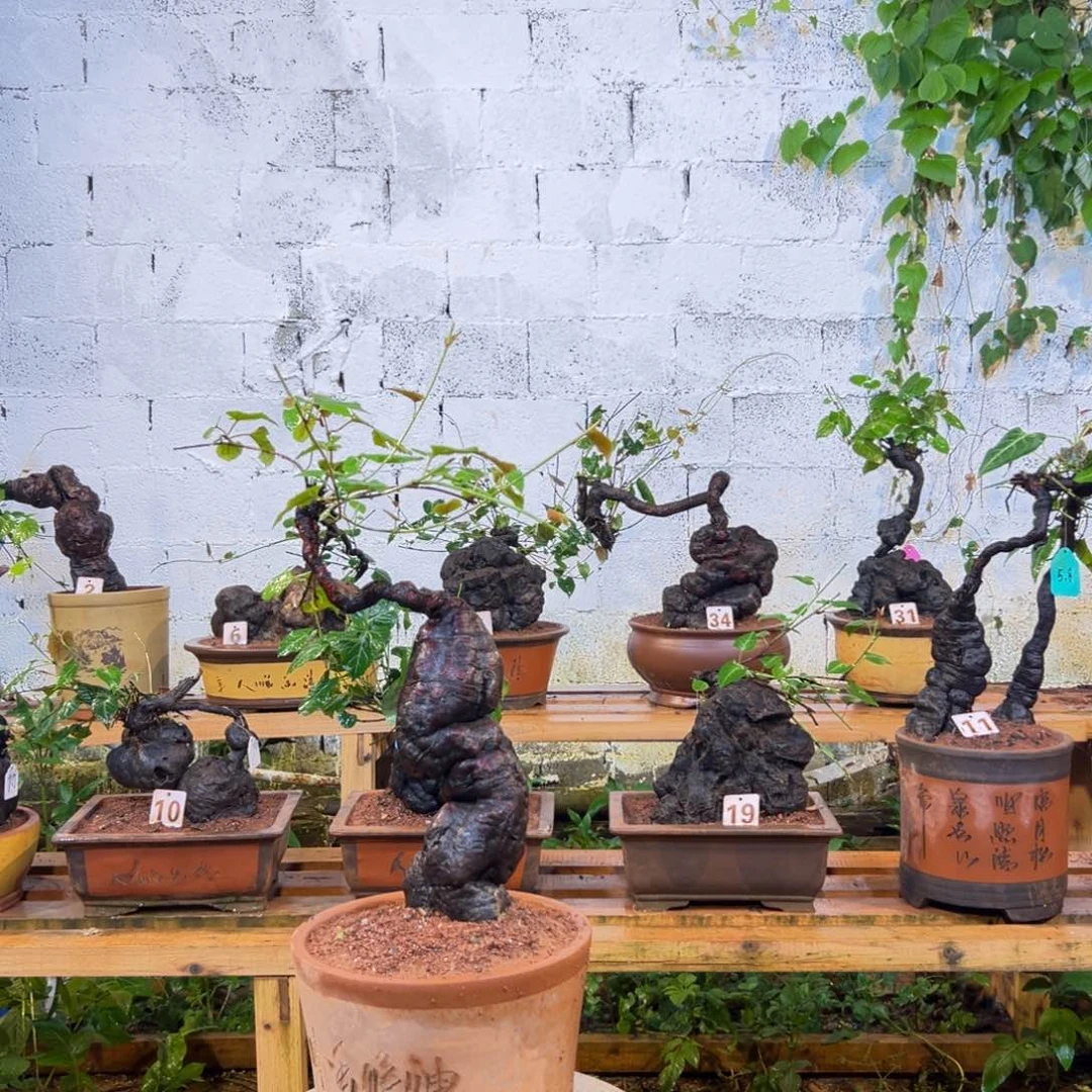 【闪购商品】完全开放