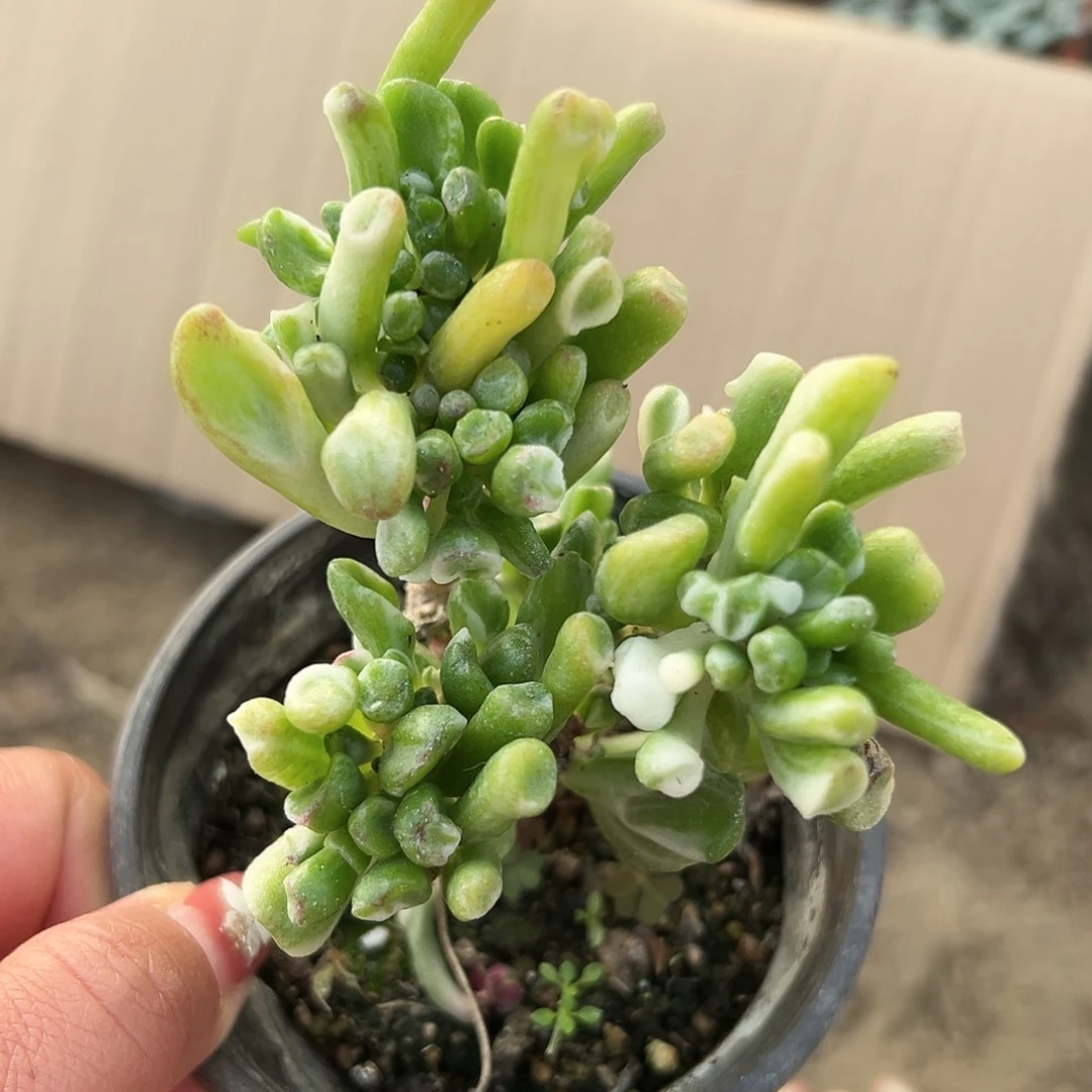 多肉植物吸财树锦