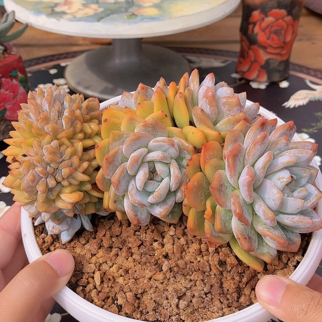 橙梦露缀化精品多肉