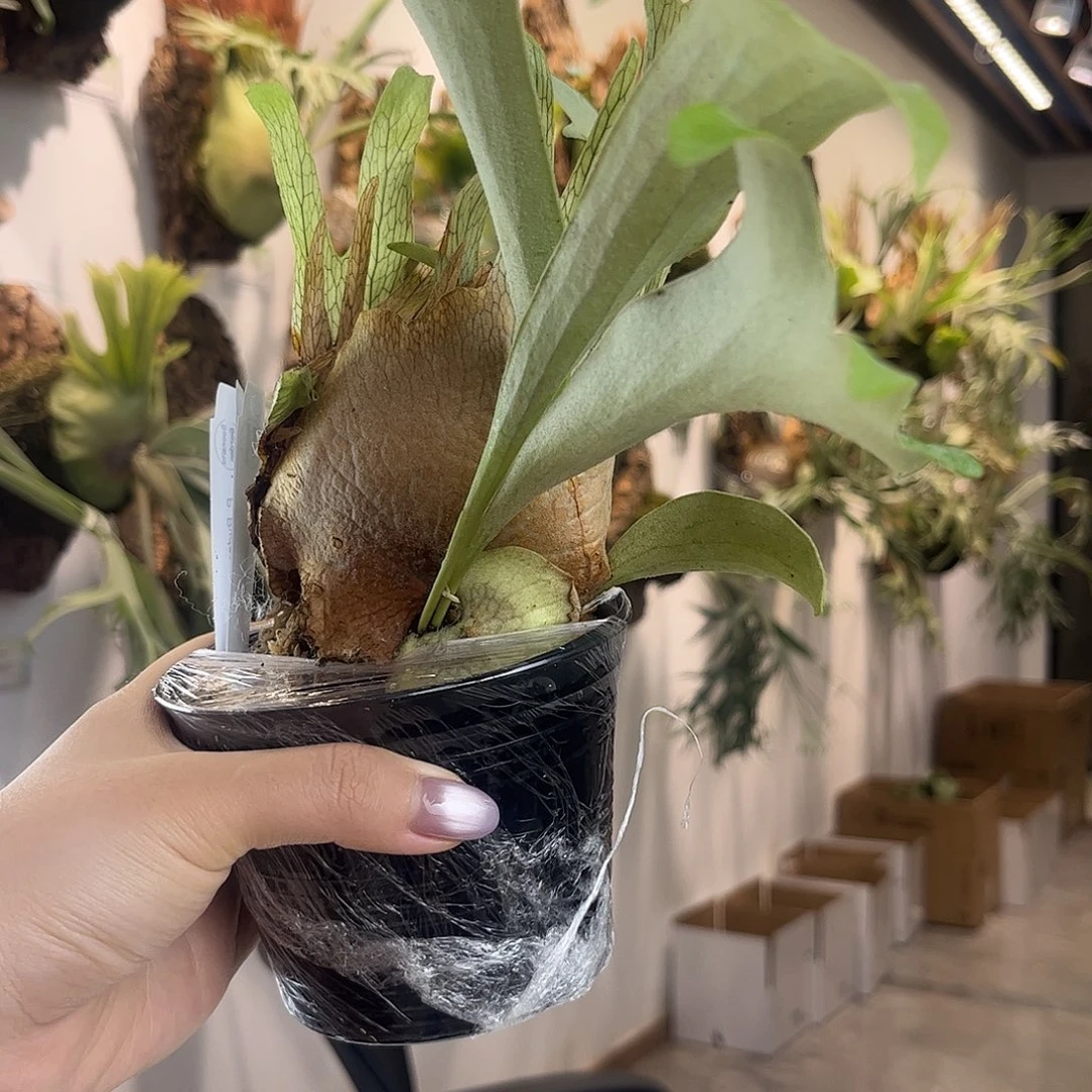 不开花植物boosita 雷电孢子苗