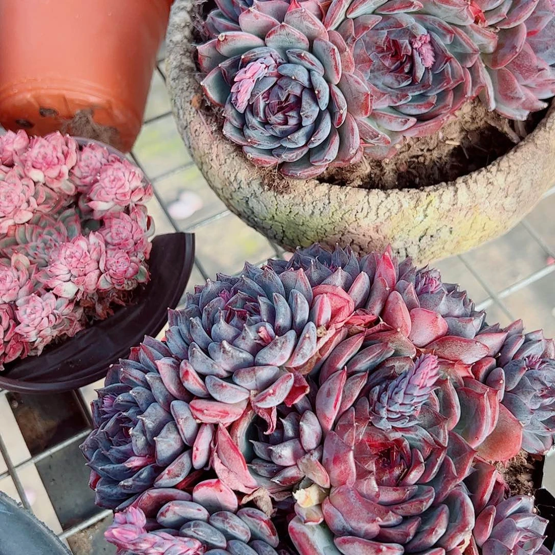 蓝色妖姬多头群生精品特价