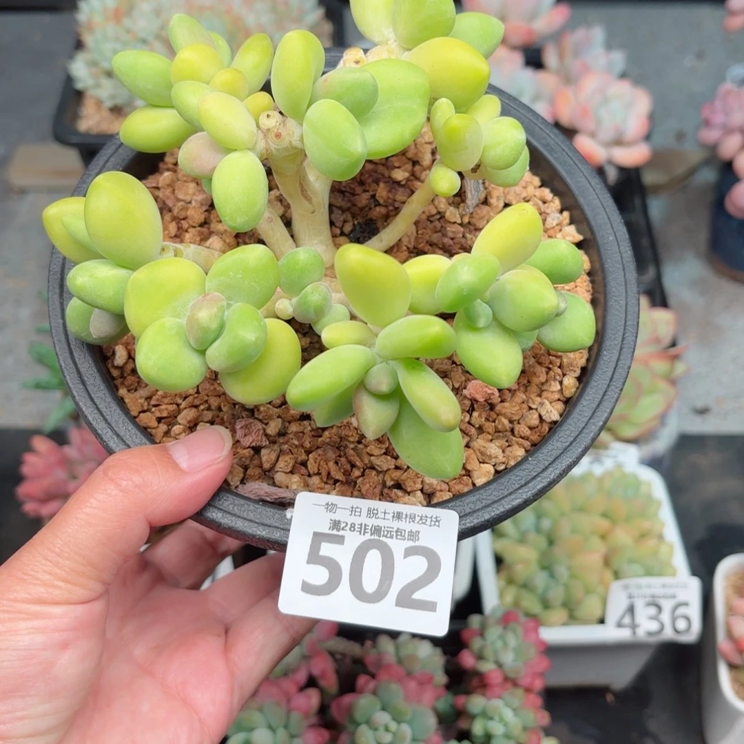 芒果KK奶无盆土发货