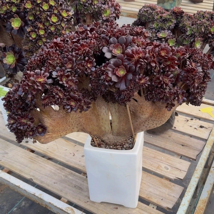 杰三颗法师法师法师欧紫色