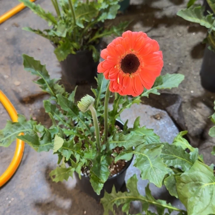 原盆原土一加仑非洲菊暖阳