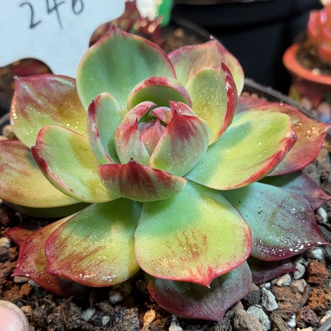 惊鸿一物一拍包装收缩花旱246