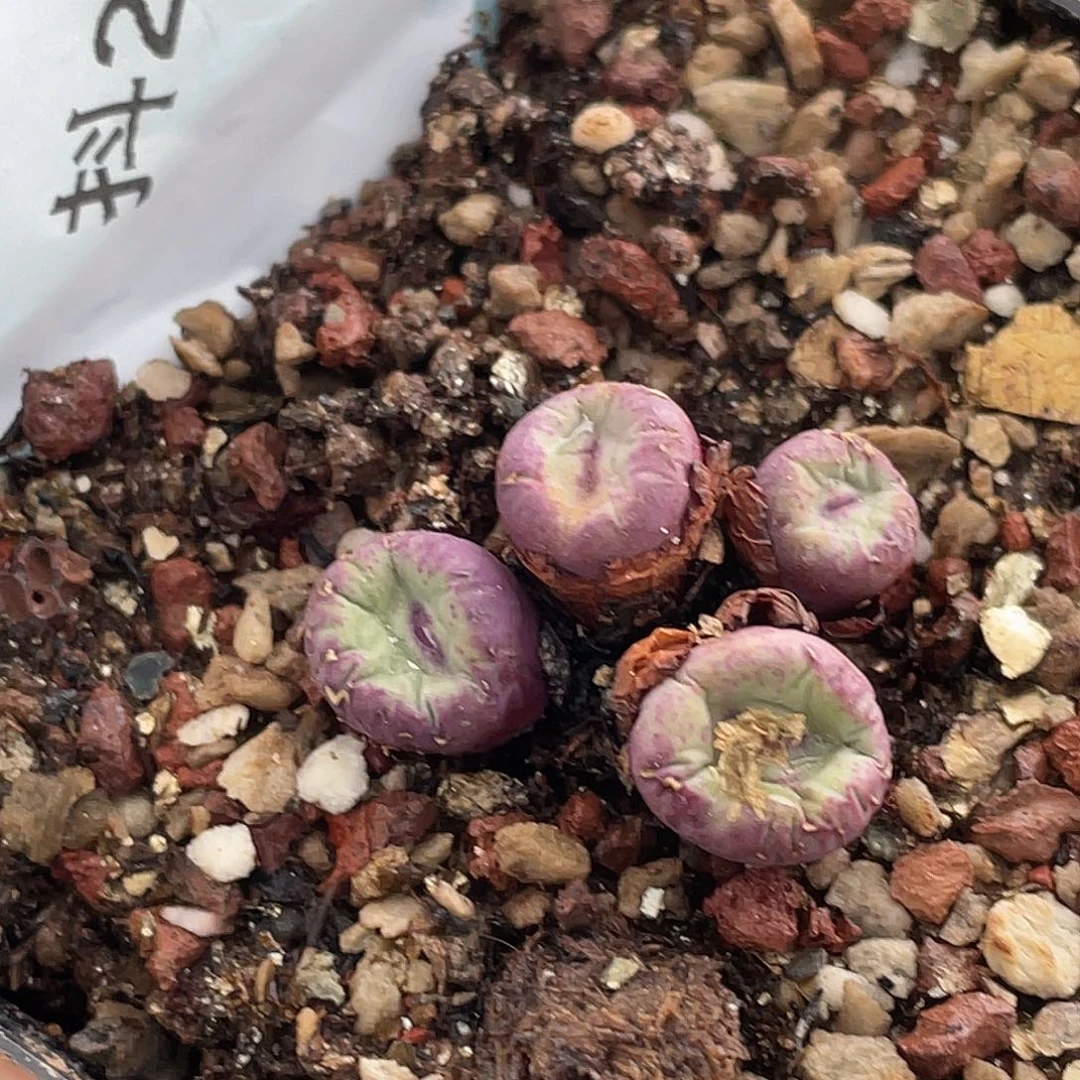 20-24嘴多肉植物肉锥