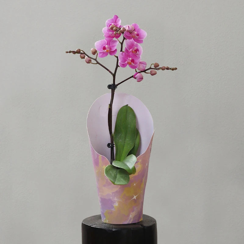 蝴蝶兰【胭脂】拍满3颗顺丰（偏远除外）高端蝴蝶兰