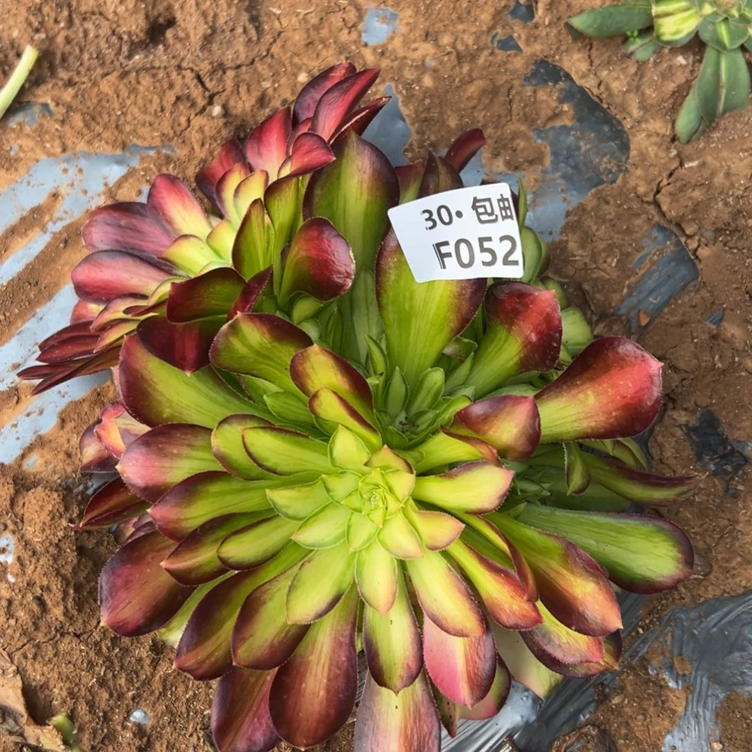 052韶华多肉法师