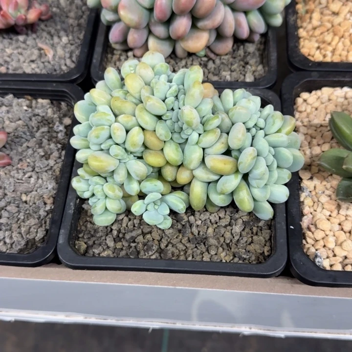 洛神 缀化 一物一拍