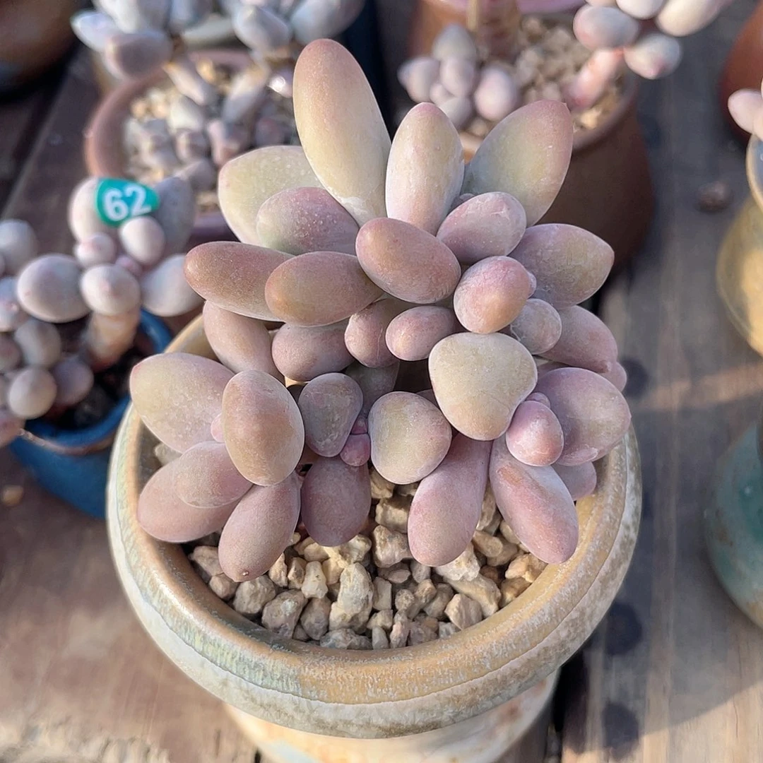 芒果8头 7口盆 脱土发货