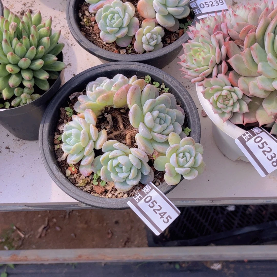 茶***雨冰玉多肉植物05245