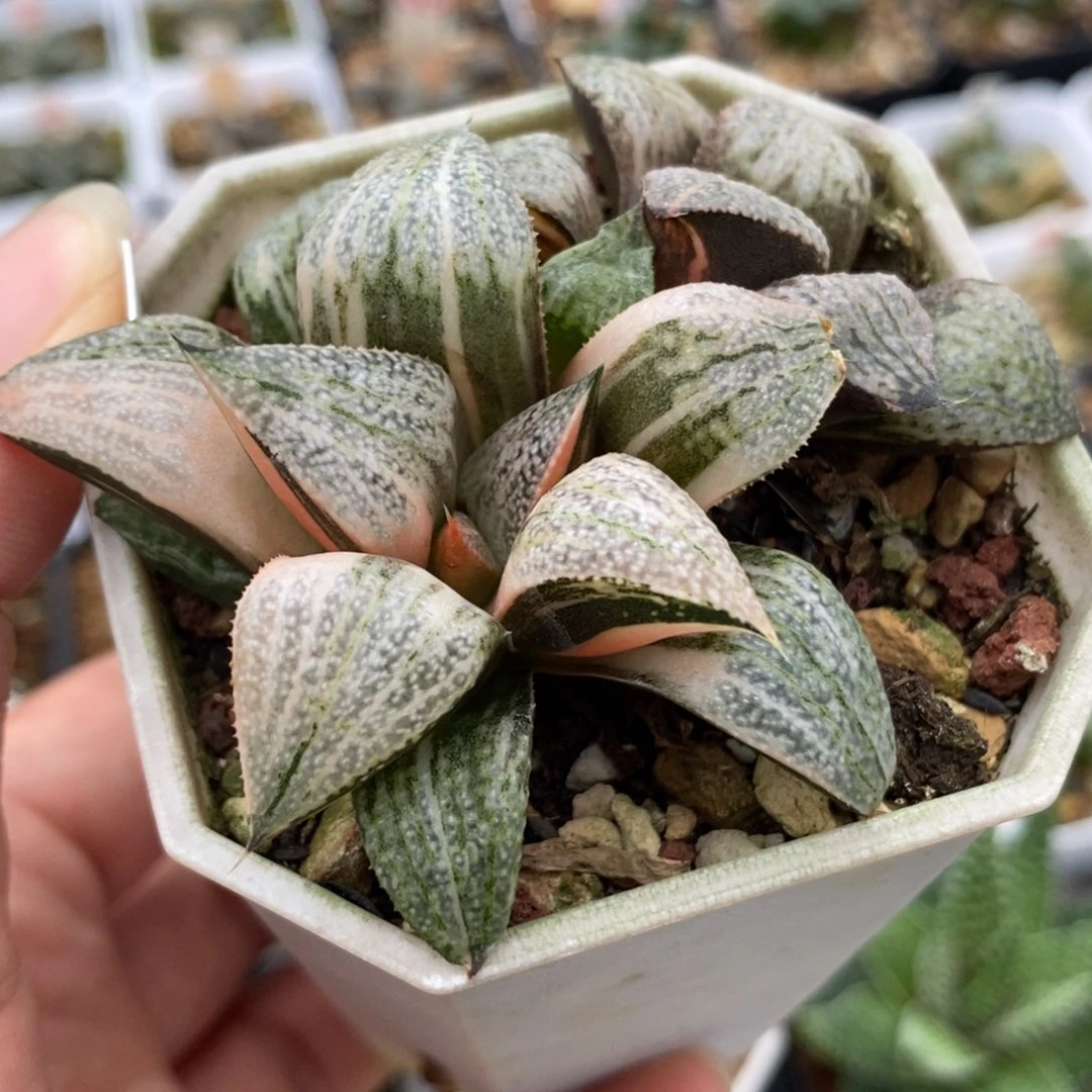 40青蟹锦一物一拍