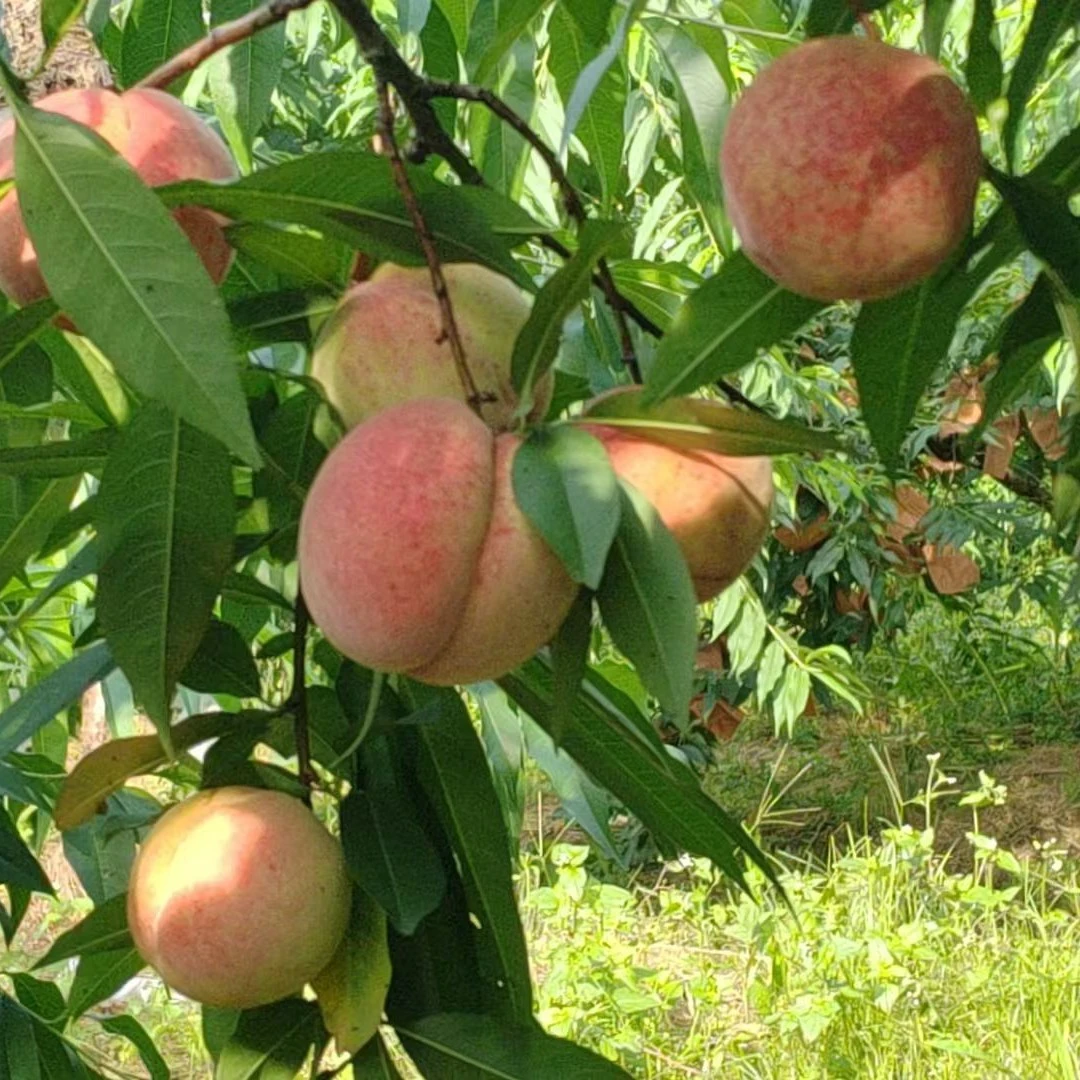 正宗大围新鲜上市的甜脆桃