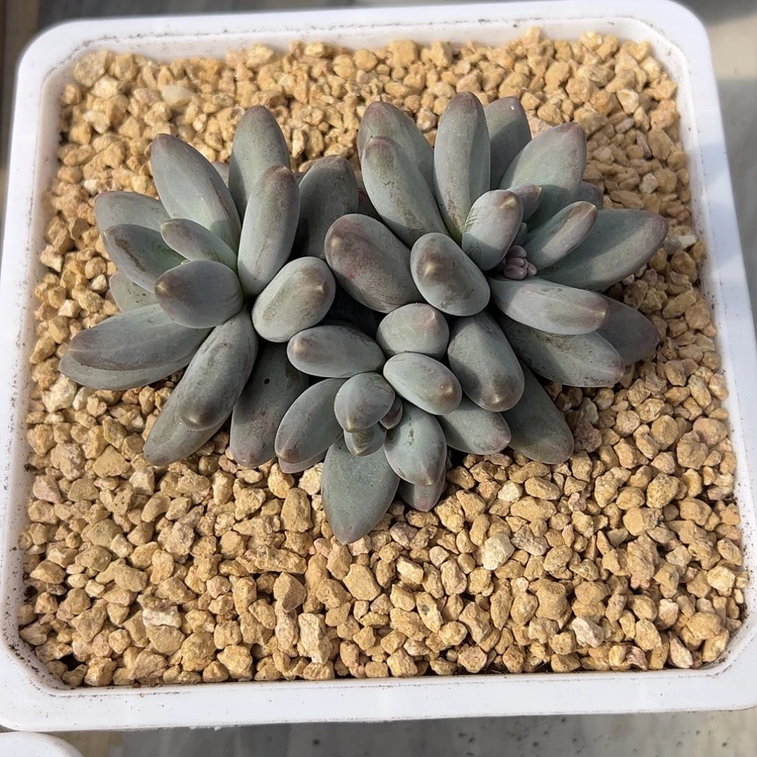 冻***腐美人新品多肉植物