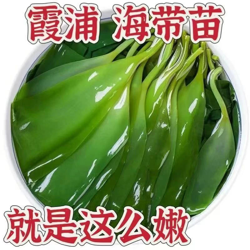 【盐渍海带苗】福建霞浦 新鲜干净 火锅凉拌菜食材  500克/袋