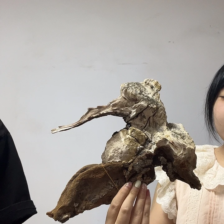 匆***月柏木（崖柏）我的小姐姐真的好