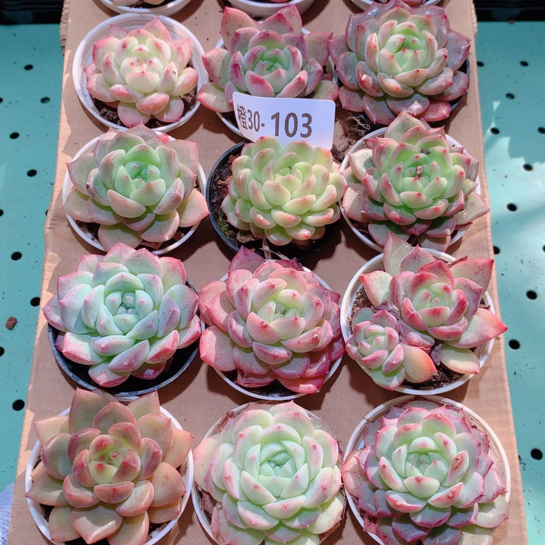 30-103一物一拍多肉带盆18颗