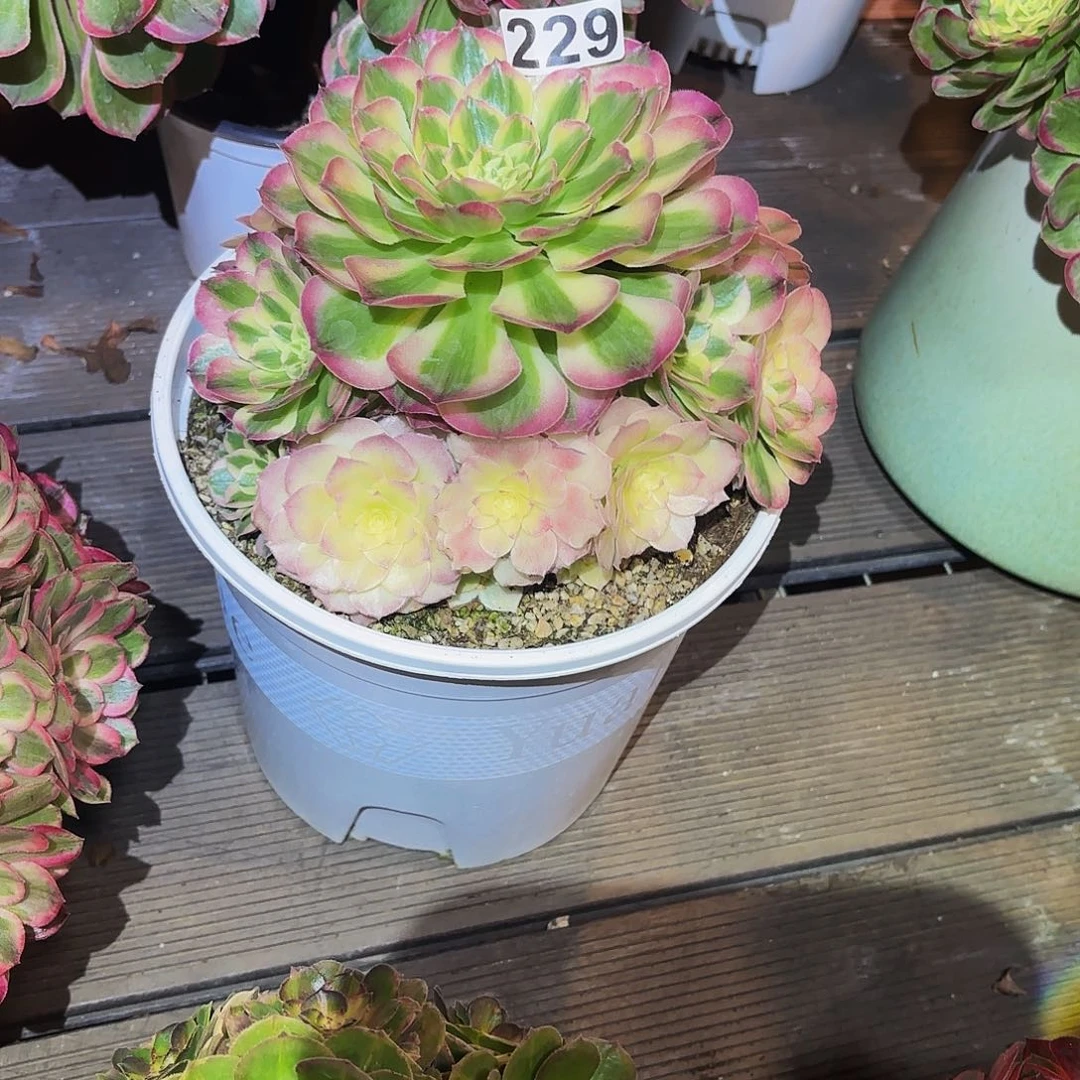 感***心229多肉植物植物植物植物