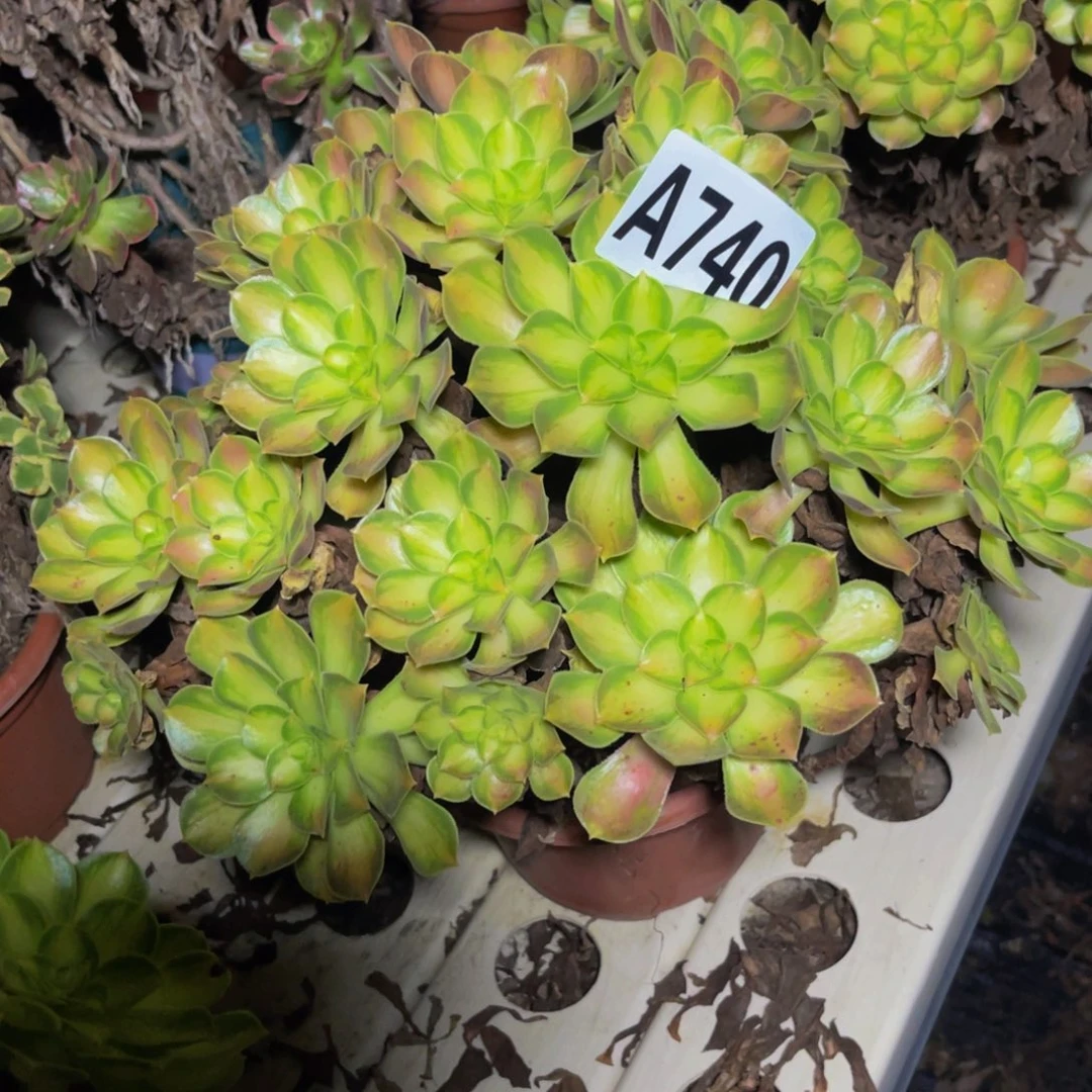 韶华法师7/////42包邮