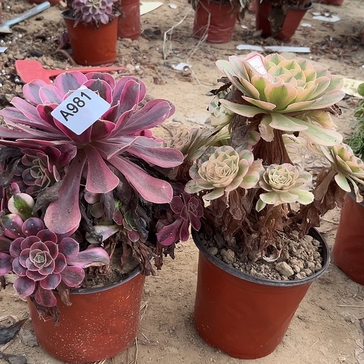 美杜莎万白多肉981