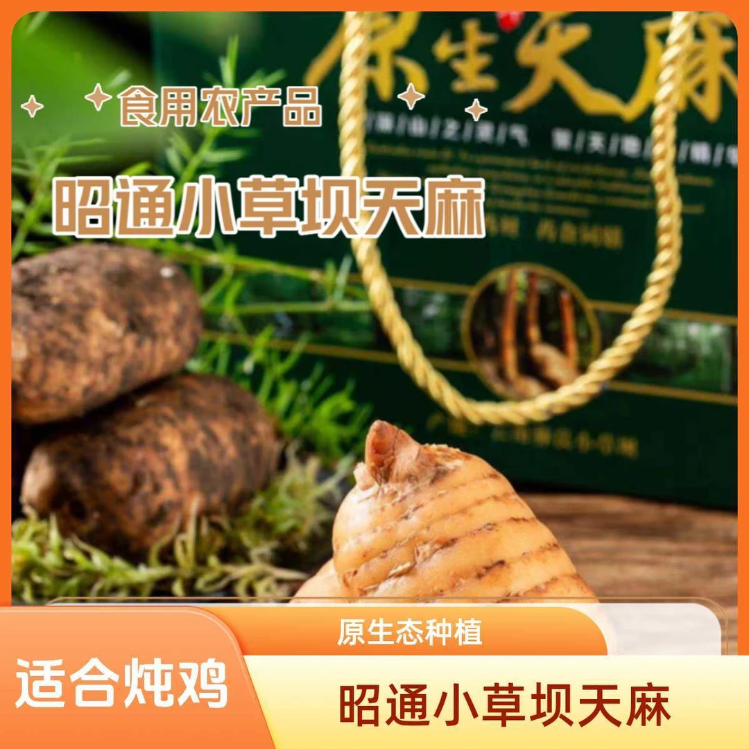 天麻云南昭通小李小草坝麻农天麻新鲜天麻新鲜采挖新过节送礼天麻