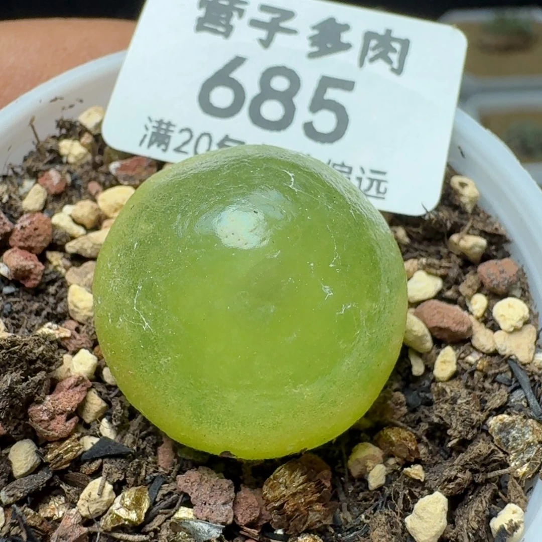 灯泡2.2带盆土