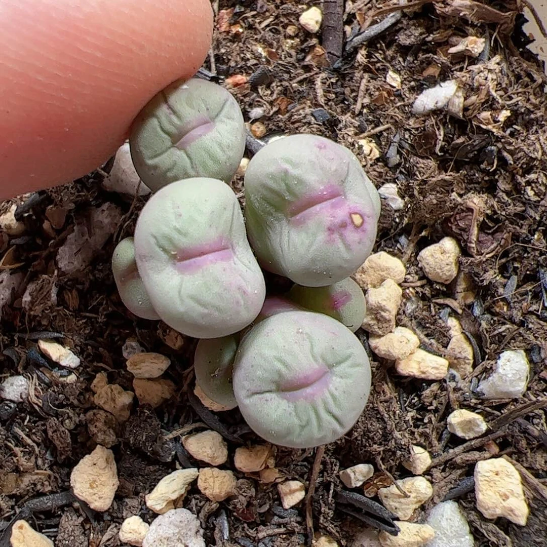 【闪购商品】165 紫脸